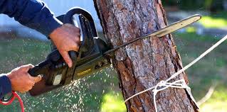 Best Tree Preservation Services  in St Louis, MO